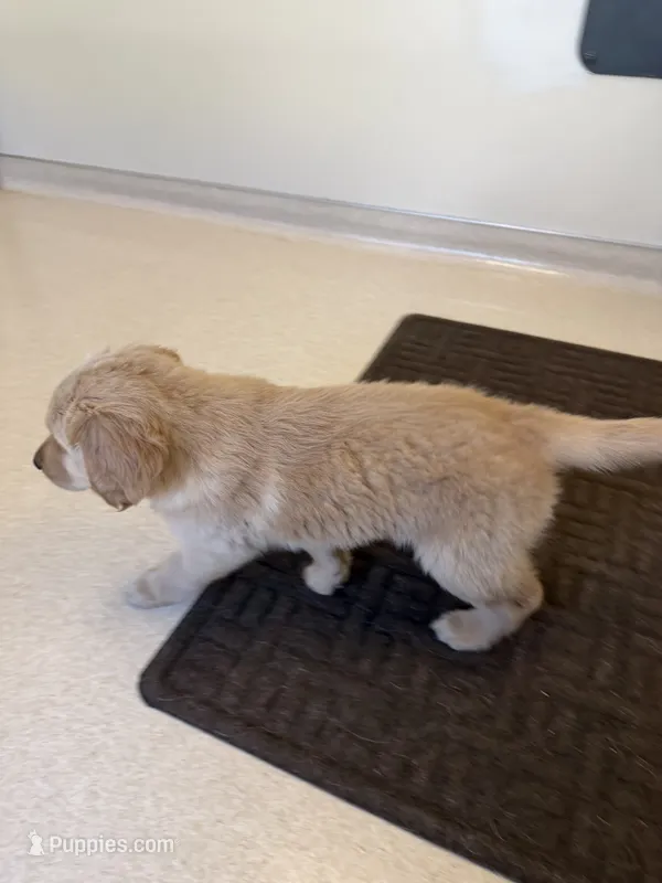 Crescent – Golden Retriever puppy for sale in Beaverton, OR