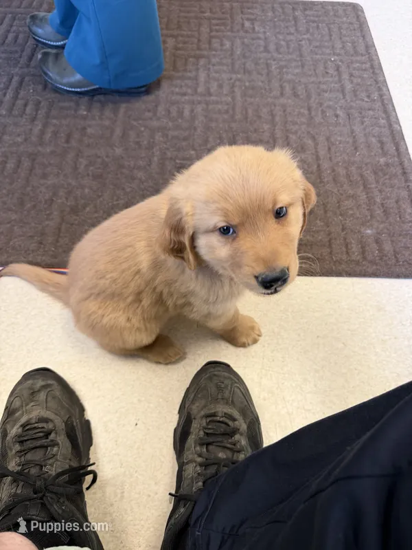 Gibbus – Golden Retriever puppy for sale in Beaverton, OR