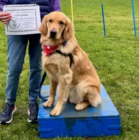 Luna, a female Golden Retriever for sale in Beaverton, OR – 1 of 6