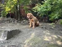 Gibbus, a male Golden Retriever for sale in Beaverton, OR – 3 of 6