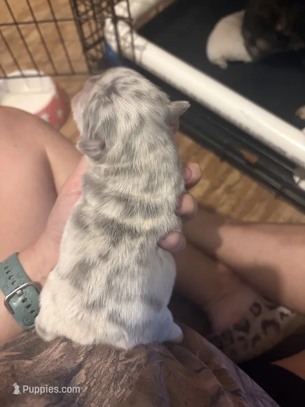  Lilac Merle Fluffy French bulldog  – French Bulldog puppy for sale in Ocala, FL
