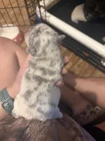  Lilac Merle Fluffy French bulldog , a female French Bulldog for sale in Ocala, FL – 1 of 3