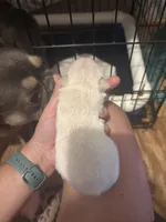 Cream fluffy French bulldog, a male French Bulldog for sale in Ocala, FL – 1 of 3