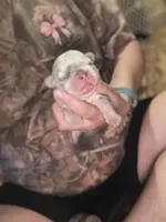  Lilac Merle Fluffy French bulldog , a female French Bulldog for sale in Ocala, FL – 3 of 3
