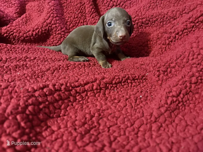 Reese  – Miniature Dachshund puppy for sale in Citra, FL