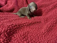 Reese , a male Miniature Dachshund for sale in Citra, FL – 1 of 1
