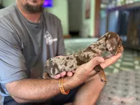 Whiskey , a male Miniature Dachshund for sale in Citra, FL – 2 of 2