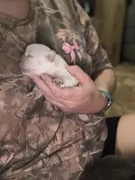 Cream fluffy French bulldog, a male French Bulldog for sale in Ocala, FL – 2 of 3