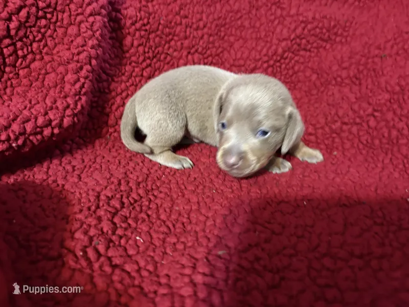 Buck eye – Miniature Dachshund puppy for sale in Citra, FL