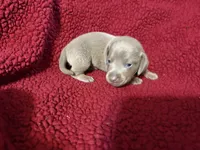 Buck eye, a male Miniature Dachshund for sale in Citra, FL – 1 of 1