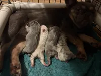  Lilac Merle Fluffy French bulldog , a female French Bulldog for sale in Ocala, FL – 2 of 3