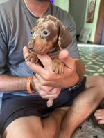 Whiskey , a male Miniature Dachshund for sale in Citra, FL – 1 of 2