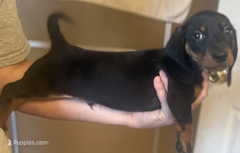 Odie  – Miniature Dachshund puppy for sale in Citra, FL