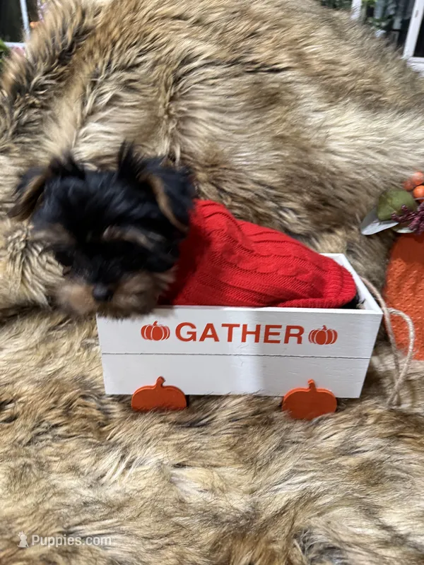 AKC Teddy Bear faced Yorkie little Milo  – Yorkshire Terrier puppy for sale in Baxter, KY