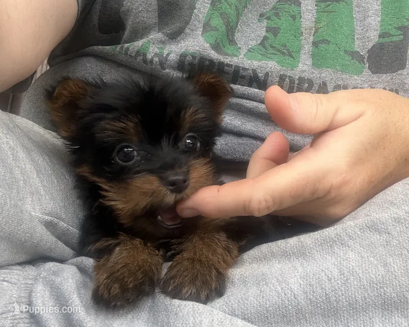 AKC Tcup Dinky  – Yorkshire Terrier puppy for sale in Harlan, KY