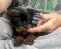 AKC Tcup Dinky , a male Yorkshire Terrier for sale in Harlan, KY – 1 of 8