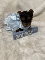 AKC Tiny Mia , a female Yorkshire Terrier for sale in Baxter, KY – 5 of 5