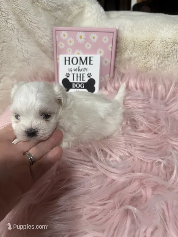 AKC Tiny prince  – Maltese puppy for sale in Harlan, KY