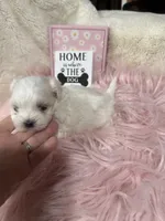 AKC Tiny prince , a male Maltese for sale in Harlan, KY – 1 of 6
