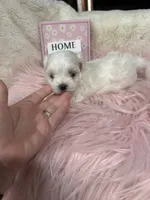 AKC Tiny prince , a male Maltese for sale in Harlan, KY – 6 of 6