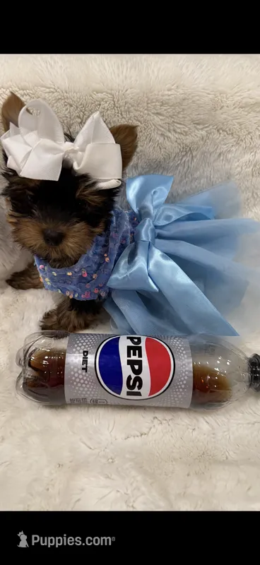 AKC T-cup  Mia  – Yorkshire Terrier puppy for sale in Baxter, KY
