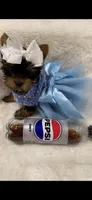 AKC T-cup  Mia , a female Yorkshire Terrier for sale in Baxter, KY – 3 of 7