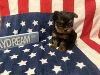 Tcup Dinky , a male Yorkshire Terrier for sale in Harlan, KY – 4 of 7