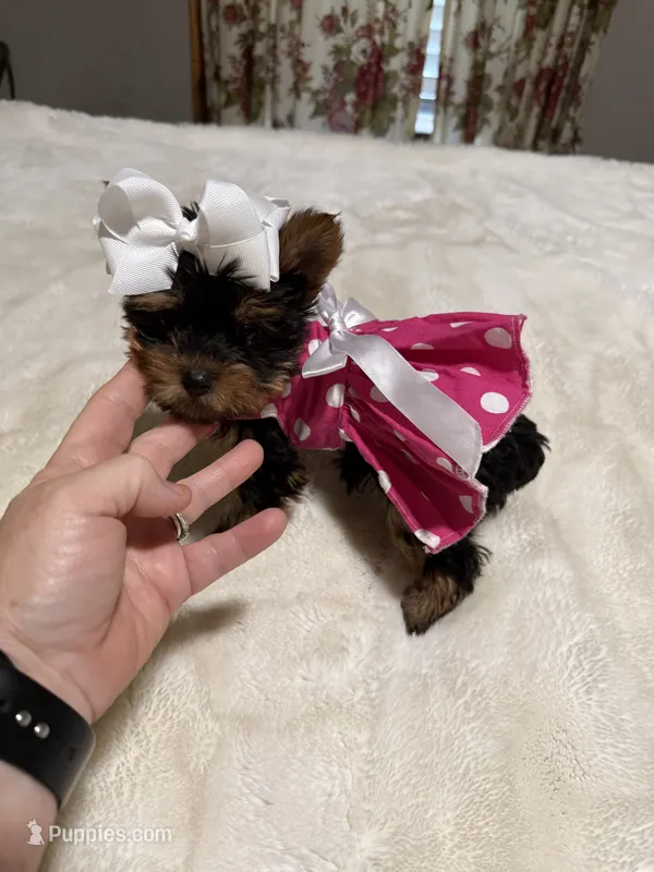 AKC T-cup  Mia  – Yorkshire Terrier puppy for sale in Baxter, KY
