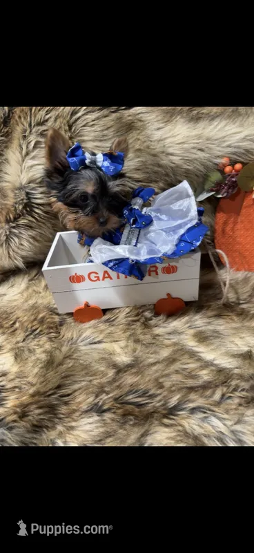 AKC T-cup  Mia  – Yorkshire Terrier puppy for sale in Baxter, KY