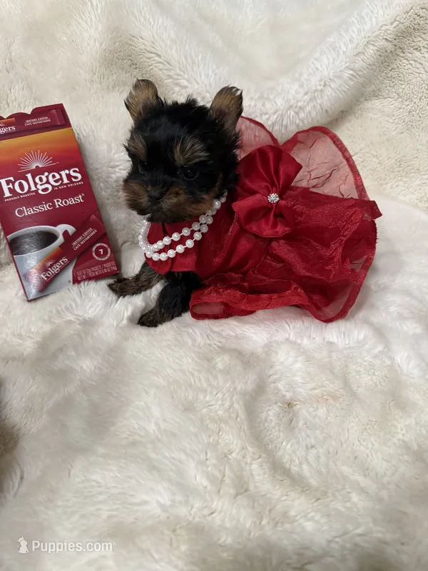 AKC Teeny T-cup doll face Lil Buttons – Yorkshire Terrier puppy for sale in Baxter, KY