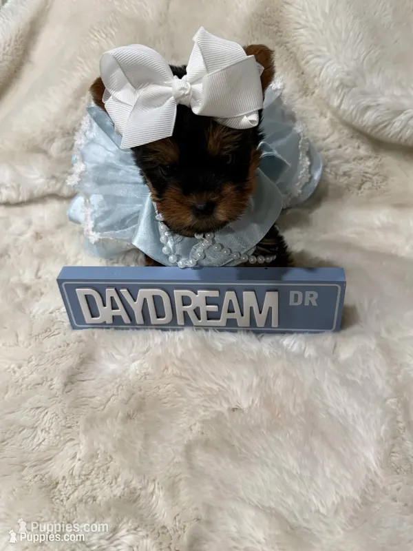 AKC Tiny Mia  – Yorkshire Terrier puppy for sale in Baxter, KY