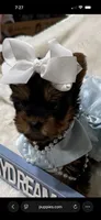 AKC T-cup  Mia , a female Yorkshire Terrier for sale in Baxter, KY – 2 of 6