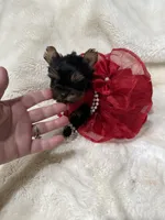 AKC Teeny T-cup doll face Lil Buttons, a female Yorkshire Terrier for sale in Baxter, KY – 2 of 9