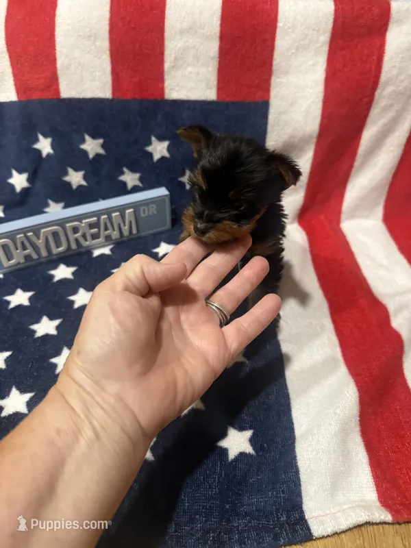 Tcup Dinky  – Yorkshire Terrier puppy for sale in Harlan, KY