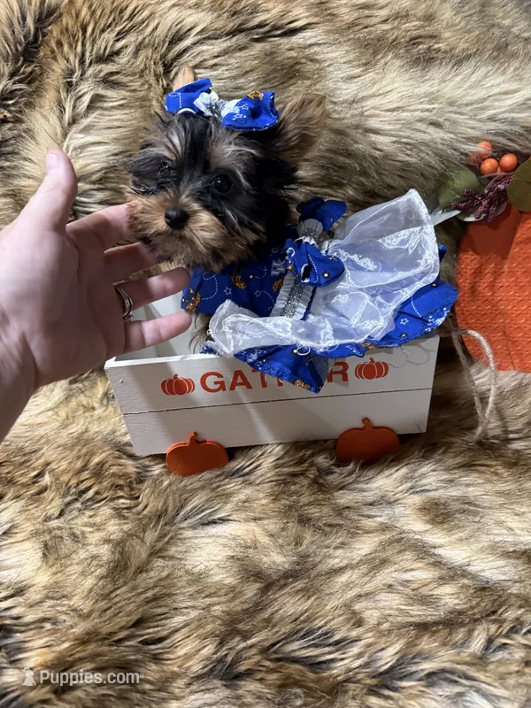 AKC T-cup  Mia  – Yorkshire Terrier puppy for sale in Baxter, KY
