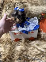 AKC T-cup  Mia , a female Yorkshire Terrier for sale in Baxter, KY – 2 of 7