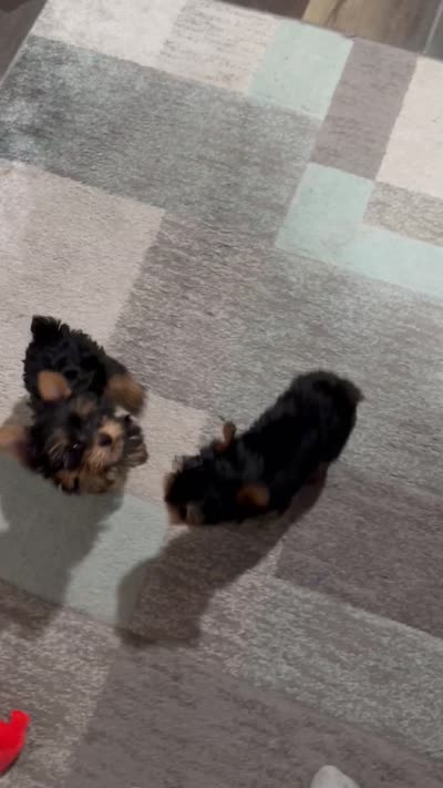 Pending -AKC TeacupTia, a female Yorkshire Terrier for sale in Baxter, KY – 5 of 5