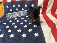 AKC Tcup Dinky , a male Yorkshire Terrier for sale in Harlan, KY – 8 of 8