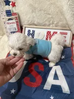 AKC Teacup Jackson  , a male Maltese for sale in Harlan, KY – 8 of 10