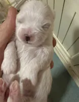 AKC Tiny prince , a male Maltese for sale in Harlan, KY – 1 of 4