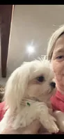 AKC Tiny prince , a male Maltese for sale in Harlan, KY – 3 of 4