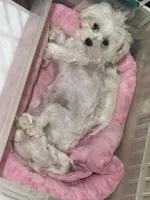 AKC Tiny prince , a male Maltese for sale in Harlan, KY – 2 of 4