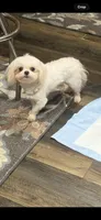 AKC Tiny prince , a male Maltese for sale in Harlan, KY – 4 of 4