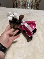 AKC T-cup  Mia , a female Yorkshire Terrier for sale in Baxter, KY – 4 of 7