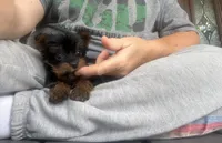 AKC Tcup Dinky , a male Yorkshire Terrier for sale in Harlan, KY – 2 of 8