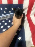 AKC Tcup Dinky , a male Yorkshire Terrier for sale in Harlan, KY – 7 of 8