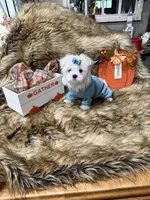 AKC Teddy Bear faced Maltese , a male Maltese for sale in Baxter, KY – 5 of 7