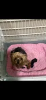 Tcup Dinky , a male Yorkshire Terrier for sale in Harlan, KY – 7 of 7