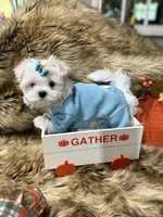 AKC Teddy Bear faced Maltese , a male Maltese for sale in Baxter, KY – 7 of 7
