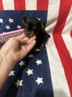 Tcup Dinky , a male Yorkshire Terrier for sale in Harlan, KY – 2 of 7